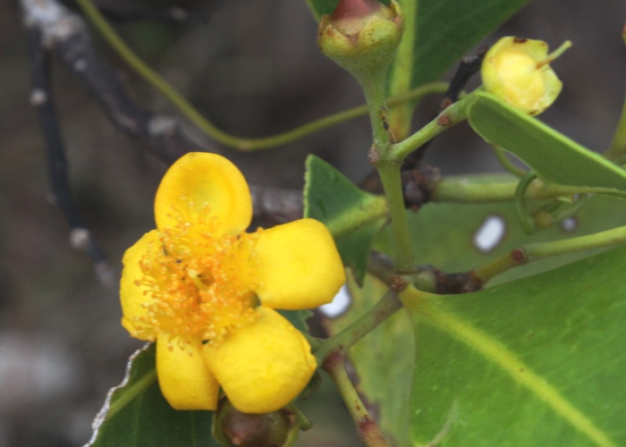 North Queensland Plants Myrtaceae